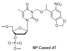 Bio-Synthesis Inc. Oligo Structure